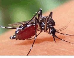 ডেঙ্গুতে প্রাণ হারালেন আরও ৫ জন, হাসপাতালে নতুন ভর্তি ৬৩৬