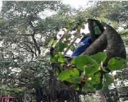 কবরস্থানে বটগাছের মগডালে উঠে দিনভর লাফালাফি, অতঃপর... নাটোরে