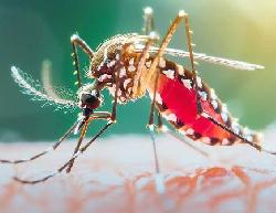 ডেঙ্গুতে বছরের সর্বোচ্চ মৃত্যু